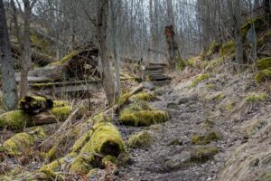 Path in the forest in Stockholm