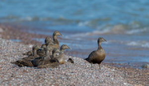 Bird family on a beach in the Stockholm archipelago