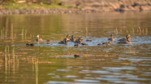 Duck family in Stockholms archipelago