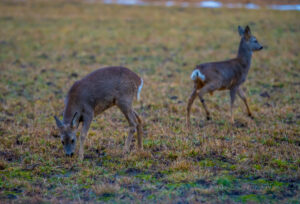 Deers in Stockholm