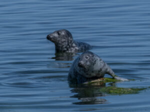 Seals in Stockhom's archipelago