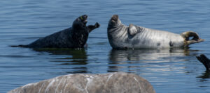 Seals in Stockhom's archipelago