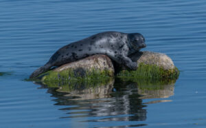 Seal in Stockhom's archipelago