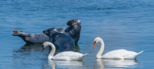 Seals and swans in Stockhom's archipelago